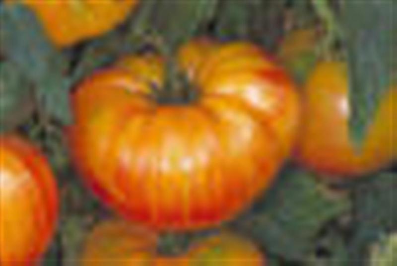 ANANAS PINEAPPLE STRIPED Beefsteak tomato 20 seeds